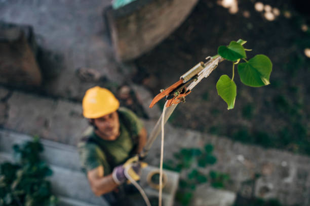 Reliable Merrill, IA Tree Services Solutions