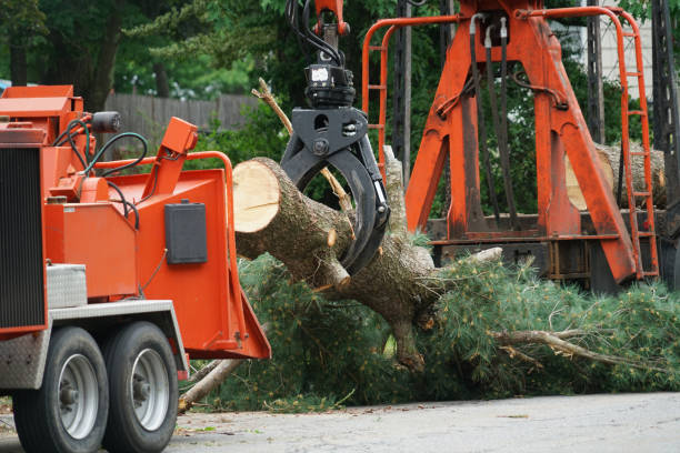 Best Tree Mulching  in Merrill, IA